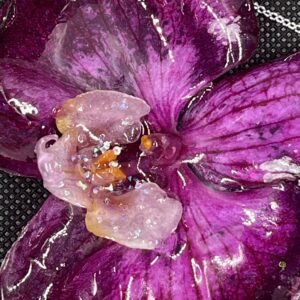 Orchidea viola