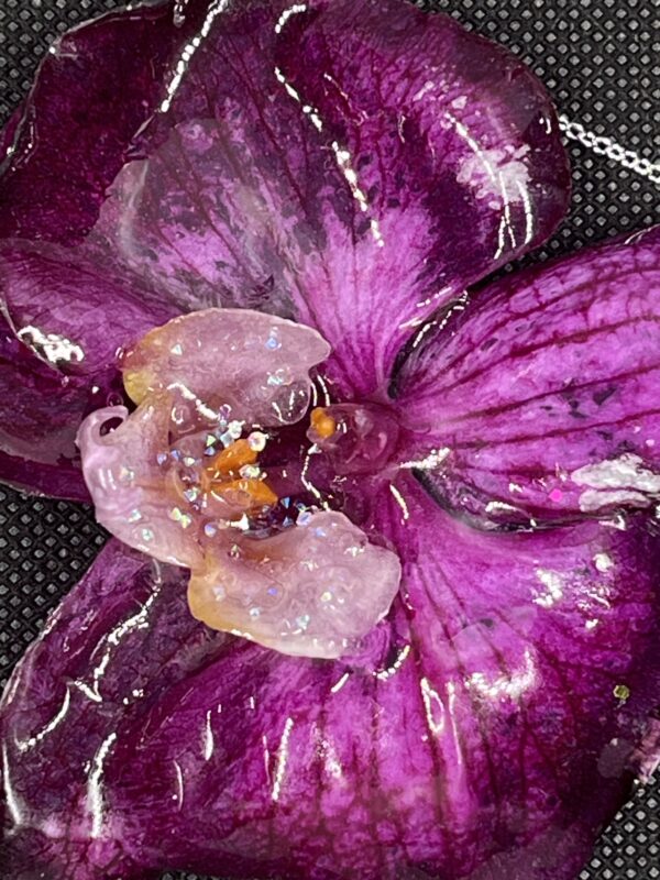 Orchidea viola